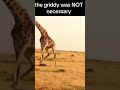 The animal kingdom is messed up#comedy #funny #memes #funnymemes #meme #lol #humor #love