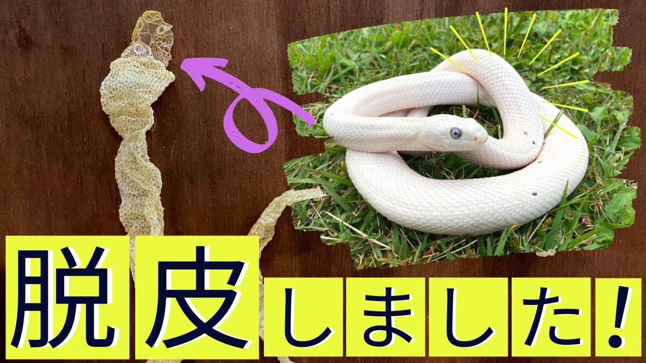 縁起物？！】真っ白なヘビ！！ラットスネークの脱皮を詳しく解説