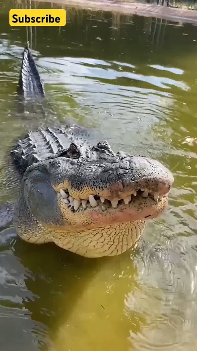 Suara Buaya yang Sangat Keras!🐊🐊#shorts #sound #animals #animalsounds #nature