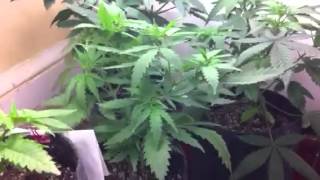 Week5 update east coast cfl grow