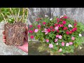 Nhân giống hoa dạ thảo bằng cành | How to grow Impatiens (Busy Lizzie)