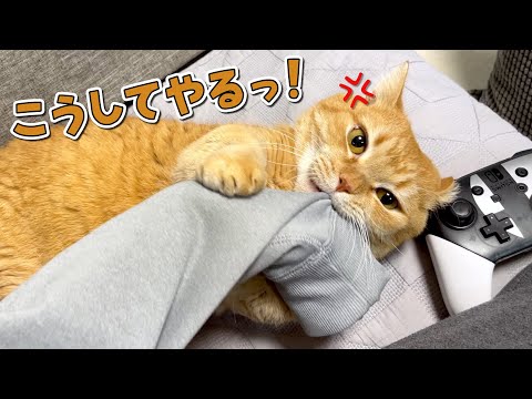 ゲームばかりしてたらブチギレた愛猫に片手を封じられました…！