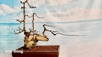 Biến cây củi thành cây kiểng 