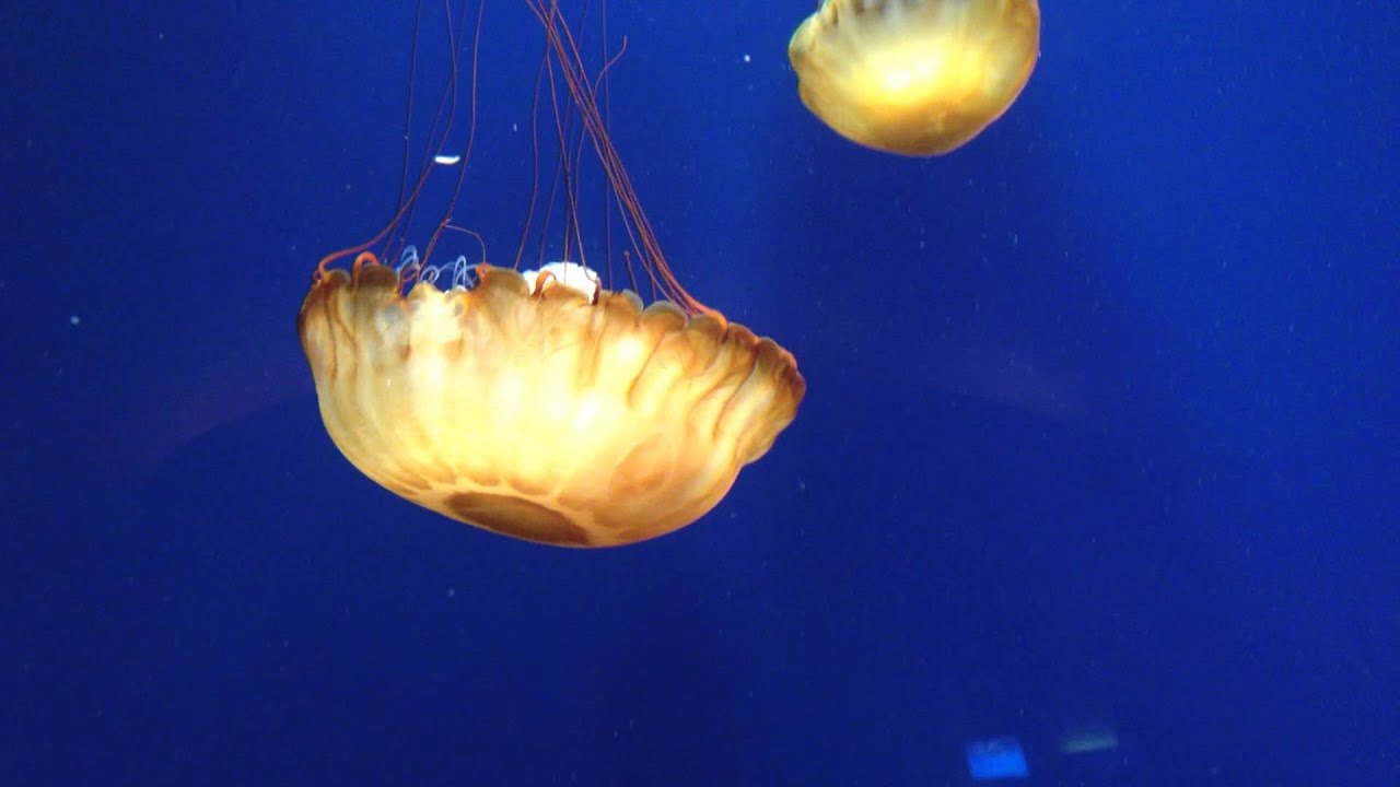 Chrysaora fuscescens