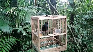 Srigunting Bukit Gacor Isian Mewah (Lesser Racket-tailed Drongo)