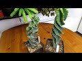 How to Care for Cereus forbesii 'Spiralis' Cactus - The Spiral Cactus