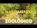 SOBRE O CASO DO FILHOTE DE ONÇA QUE NASCEU NO ZOOLÓGICO...