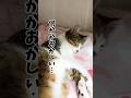 違和感がすごかった #保護 #子猫 #cat