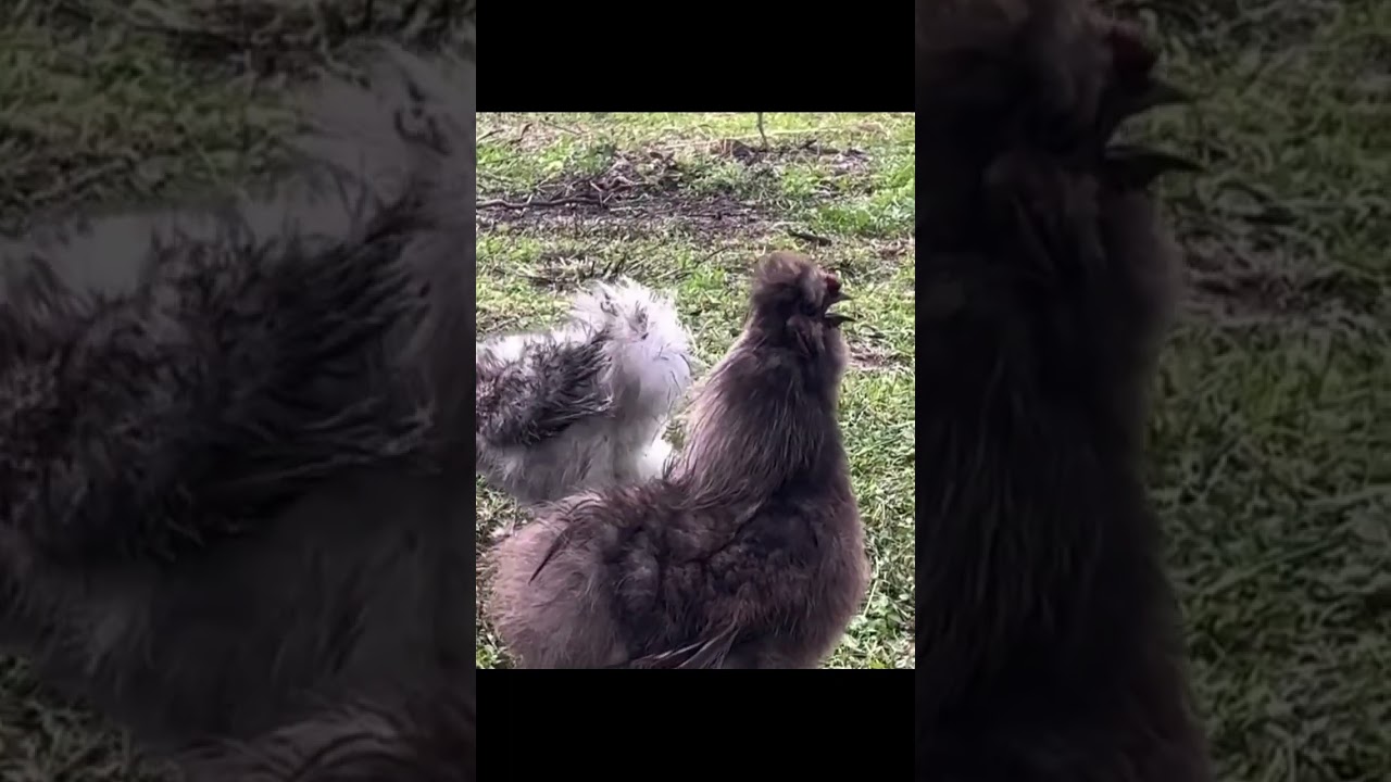 This Chicken Looks Like a Living Cotton Ball 