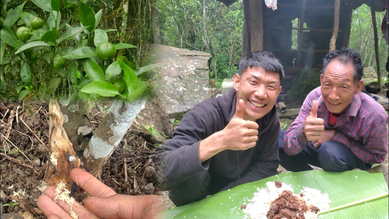 Visited Our Orange 🍊 Farm With My Father|| How We treat Those Infected  Orange Tree?