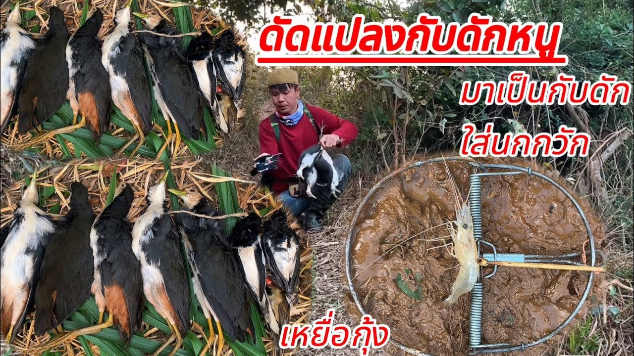 เหยื่อที่นกกวักชอบที่สุด/จัดไป8แต้มหมานสุดๆ🐦🐦🐦