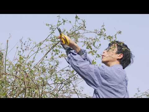 Maintaining a 2,000㎡ Garden Alone | Pruning, Training, Tilling & Fertilizing | Soil Improvement