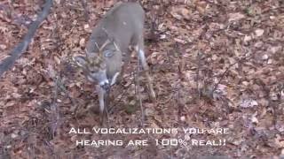 Incredible Whitetail Buck Vocalizations  The Management Advantage