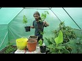 How to grow grapes in containers and pots.