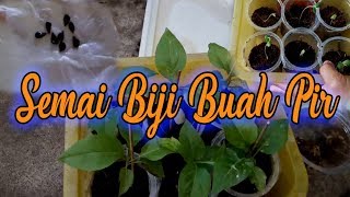 Download lagu Cara sukses semai biji buah pir dari biji sampai tumbuh daun