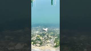 The capital of BC-Victoria, Vancouver Island🇨🇦 #island #pacificocean #water #soul #summer #nature