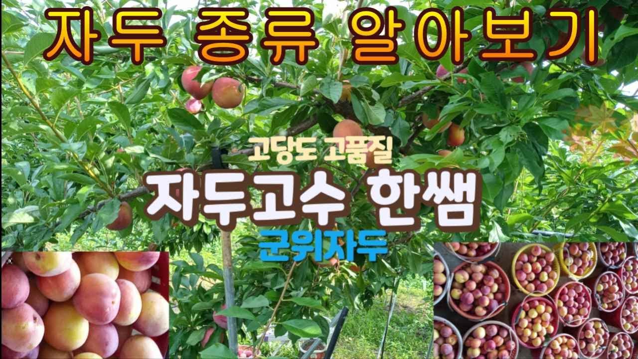 자두 종류 알아보기. 자두 종류는? 후무사. 포무사. 왕자두. 대석자두. 챔피언자두. 로얄자두. 추희자두. 로얄자두. 홍로생 ...