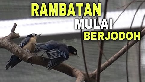 burung rambatan doraemon sudah mulai berjodoh di aviary
