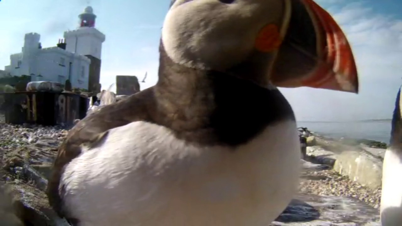 Puffin discovers live cam on Coquet Island - YouTube