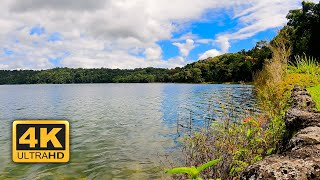 Immerse yourself in the magic of Lake Barrine, 12 Hours Live Wallpaper, Screensaver. 4K Ultra HD