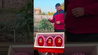 Japan Imported Miyazaki Mango Castomar Review Thank You For Your Feedback Ravi Nautiyal Sir Uk