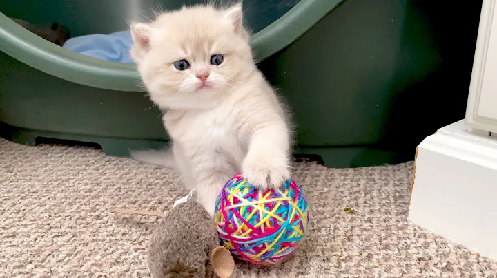 Video 708521: british shorthair golden kitten, british shorthair kittens playing, toys british shorthair, little baby kitten, funny kittens baby, cutest kitten, adorable kitten