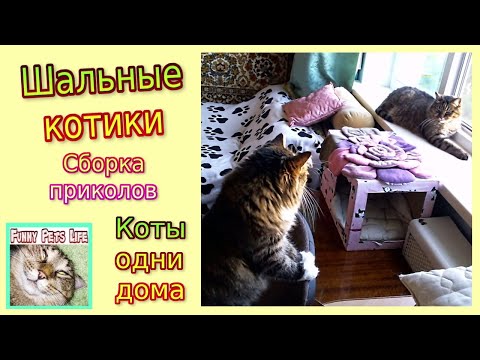 Коты-дома-скрытой-камерой.-Видео-сборка.-Шальные-коты.