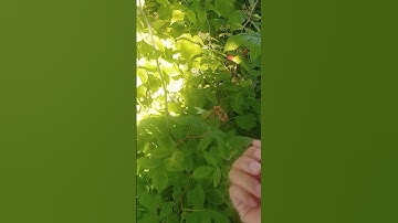 Cây này trong vườn nhà nhiều trái lắm #cothebanchuabiet #suthatthuvi #youtubeshorts