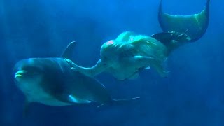 Mermaid Melissa & Dolphins In the Ocean HD