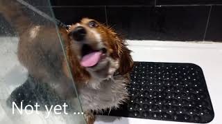 Blossom's worst nightmare ... a shower! by Blossom the Basset Hound 526 views 1 month ago 2 minutes, 18 seconds