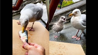 My Pet Seagull Brought His Babies Over For Dinner!!