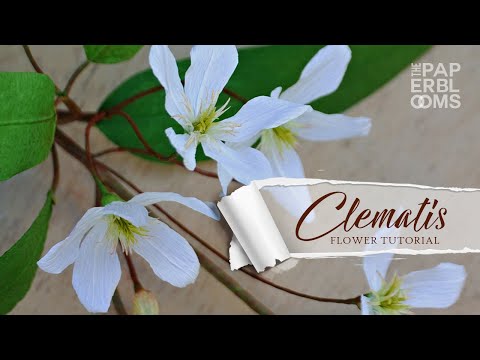 Video: Clematis Berwarna Coklat