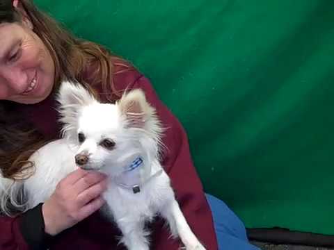 dog adoption mauritius A5034830 Lily | Long-haired Chihuahua