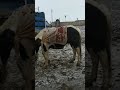 Хасавюртовский скотный рынок 19январь,2020год