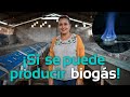 ¡Sí se puede producir biogás con estiércol de conejo! | Biodigestores Sistema.bio