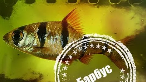 Аквариумная рыбка Барбус. Опасна ли она?