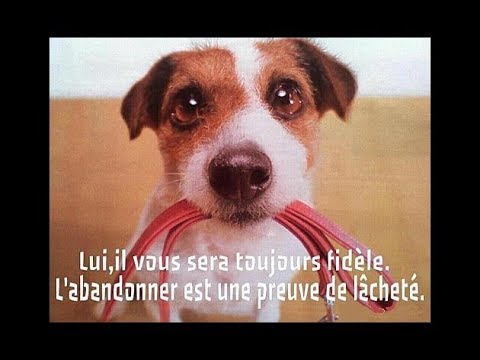 Vidéo: Un héros sauve un chien laissé à la poubelle dans une maison abandonnée