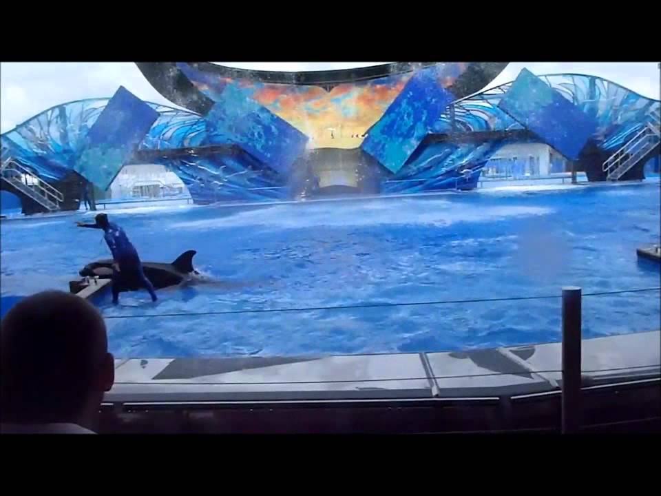 SeaWorld Orlando One Ocean - YouTube