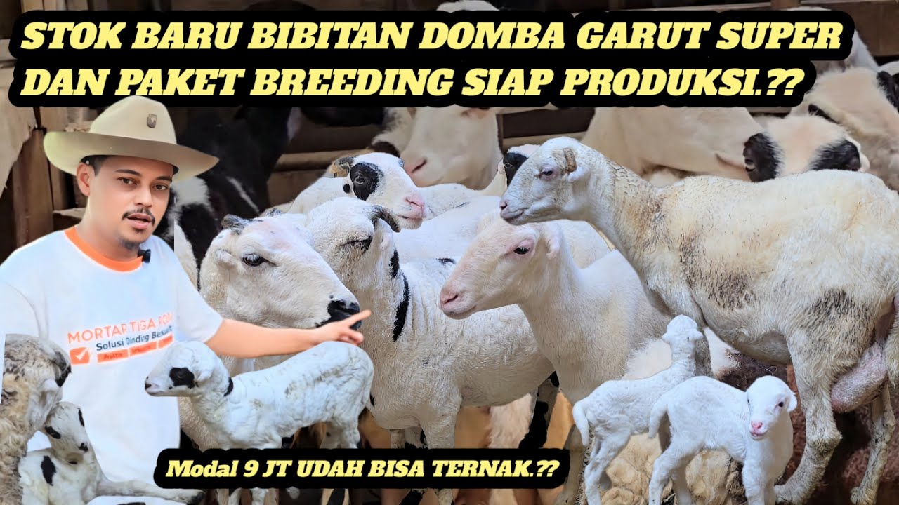 JUAL BIBIT DOMBA GARUT KUALITAS UNGGUL DAN KUALITAS STANDAR