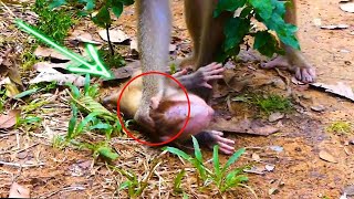OHmygod!..Help poor monkey ..| You never seen | Nice footage bb monkey | Adorable monkey cryiing.