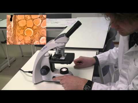 Video: Hoe Een Microscoop Te Gebruiken?