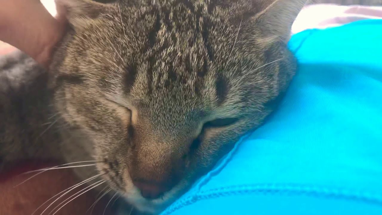 Soori, a disabled cat 