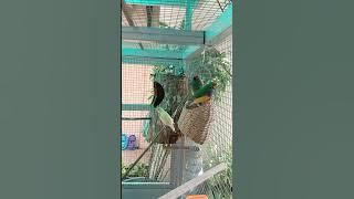 beautiful bird colony