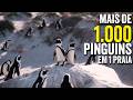 Cabo da Boa Esperança e Boulders Beach: bate-volta de Cape Town