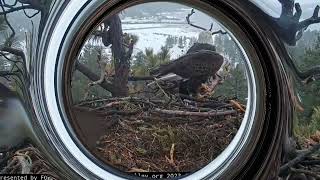 Jackie and Shadow set up the nest FOBBV CAM Big Bear Bald Eagle Live Nest - Cam 1\/ Wide View - Cam 2