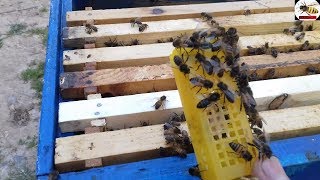 طريقة ادخال ملكة النحل على خلية ميتمة / ادخال ملكات النحل على خلايا النحل