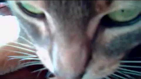 Watch the video about Aby Cat Close Up blue Abyssinian