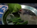 सिया ने कट करवाई सब्जी मम्मी के साथ #myfirstvlog #dailyvlog #parrotfood #annukirasoivlog #birds