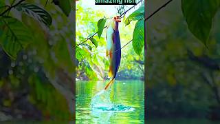 amazing  fish Aquarium 4K VIDEO (ULTRA HD)  Beautiful    Relaxing FAST Meditation Music  #shorts