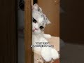 Why Your Cat 'Tests' You (It's Not What You Think!) #Shorts